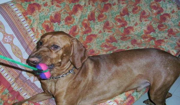 三角洲寻血猎犬全图追踪(三角洲寻血猎犬全图追踪视频教程) 三角洲寻血猎犬全图追踪(三角洲寻血猎犬全图追踪视频教程)